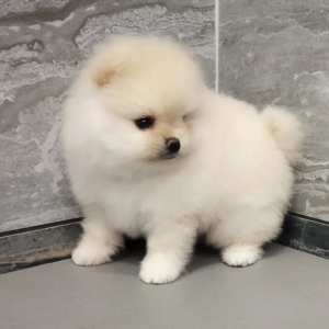 SONIA – Pomerania Hembra 🦊
