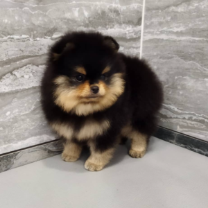CHERYL – Pomerania Hembra 🦊