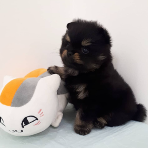 LARRY – Pomerania Macho 🦊