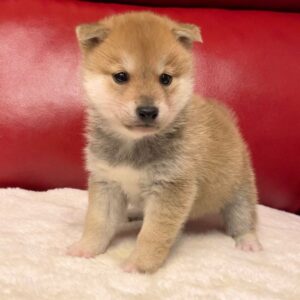 Jabu – Shiba Inu Macho 🦊
