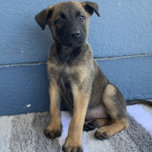 LUCY – Malinois Hembra 🐕‍🦺