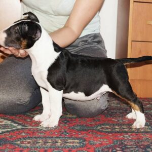 Terri – Bull Terrier Miniatura Macho 🐕‍🦺