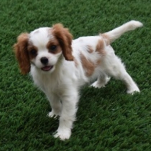 Reese – Cavalier King Charles Spaniel Macho 👑
