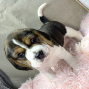 Lottie – Beagle Hembra 🐾