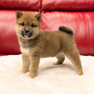 Alex – Shiba Inu Macho 🦊