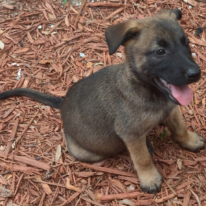 MISTY – Malinois Hembra 🐕‍🦺   