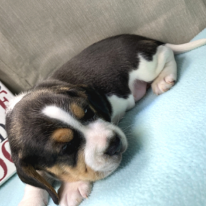 Kimba – Beagle Macho 🐾