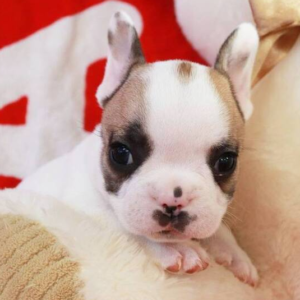Ruger – Bulldog Francés Macho 🐕‍🦺