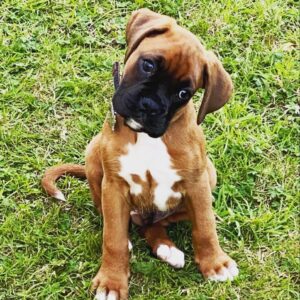 Regi – Bóxer Hembra 🐕‍🦺
