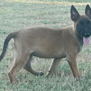 ANNIE – Malinois Hembra 🐕‍🦺