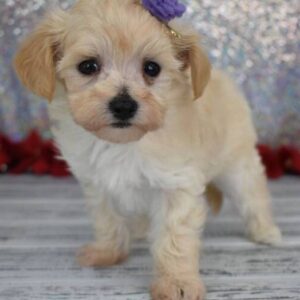 ELSA – Maltipoo Hembra 🐻‍❄️