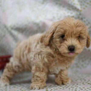 DARREN – Maltipoo Hembra 🐻‍❄️