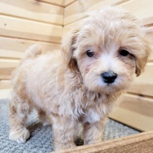 TREVOR – Maltipoo Macho 🐻‍❄️
