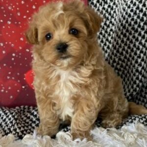 MUDI – Maltipoo Macho 🐻‍❄️