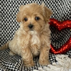 BADGER – Maltipoo Macho 🐻‍❄️
