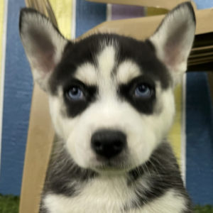 Reuben – Siberian Husky Macho 🐺❄️