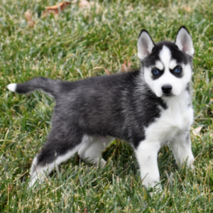 Cluas – Siberian Husky Macho 🐺❄️