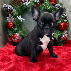 Jessica – Bulldog Francés Hembra 🐕‍🦺