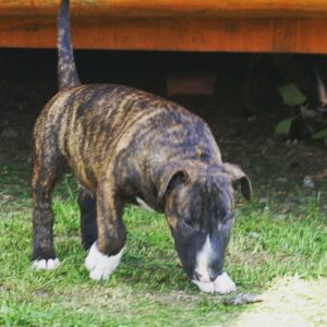 Max – Bull Terrier Estándar Macho 🐕‍🦺