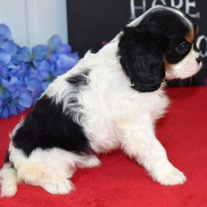 Glory – Cavalier King Charles Spaniel Hembra 👑