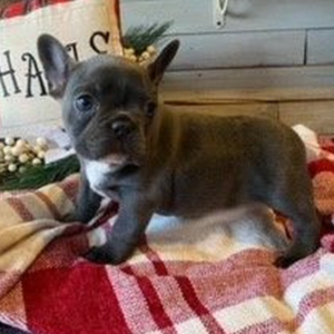  Saphire – Bulldog Francés Hembra 🐕‍🦺