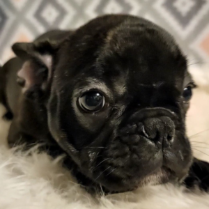 Tinkerbel – Bulldog Francés Hembra 🐕‍🦺