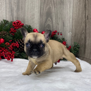 Ronald – Bulldog Francés Macho 🐕‍🦺