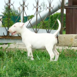Pam – Bull Terrier Estándar Hembra 🐕‍🦺