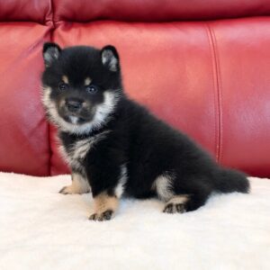 Larry – Shiba Inu Macho 🦊