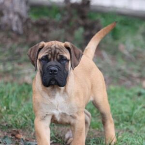 Tango – Bullmastiff Macho 🐕‍🦺
