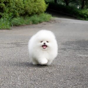 Jack – Pomerania Macho 🦊