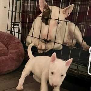 Rosel – Bull Terrier Miniatura Hembra 🐾
