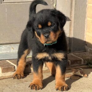 ESS – Rottweiler Hembra 🐕‍🦺
