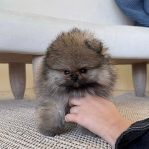 Zara – Pomerania Hembra 🦊