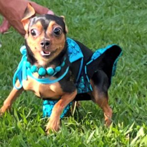 Zoom – Pinscher Miniatura Macho 🐾