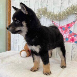 Leo – Shiba Inu Macho 🦊