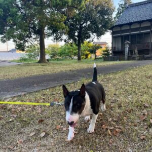 Benji – Bull Terrier Miniatura Macho 🐾   