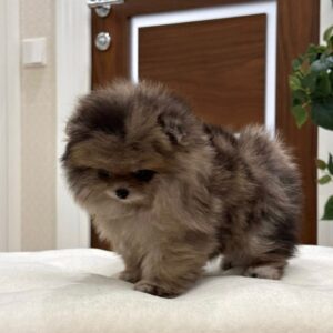 Glory – Pomerania Hembra 🦊