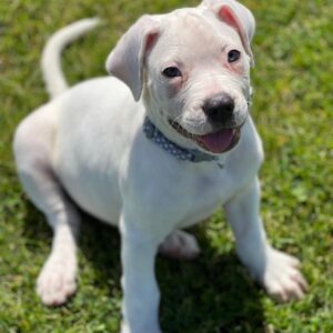 Hills – Bullmastiff Hembra 🐕‍🦺