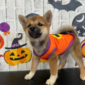Lily – Shiba Inu Hembra 🦊   