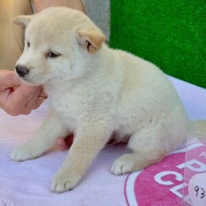 Shishi – Shiba Inu Hembra 🦊