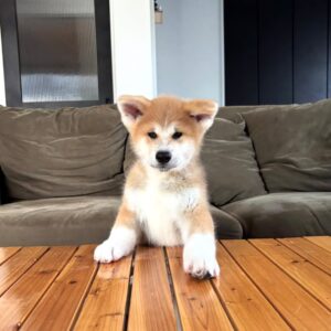 Titi – Shiba Inu Macho 🦊