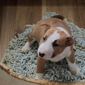 Rati – Bull Terrier Miniatura Macho 🐾
