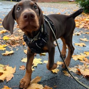 Shesha – Dóberman Hembra 🐕‍🦺