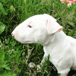 Sandi – Bull Terrier Estándar Hembra 🐕‍🦺