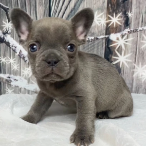 Kitt – Bulldog Francés Macho 🐕‍🦺