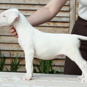 Billy – Bull Terrier Estándar Macho 🐕‍🦺