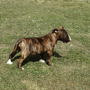 Kayla – Bull Terrier Miniatura Hembra 🐕‍🦺