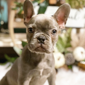 Mia – Bulldog Francés Hembra 🐕‍🦺