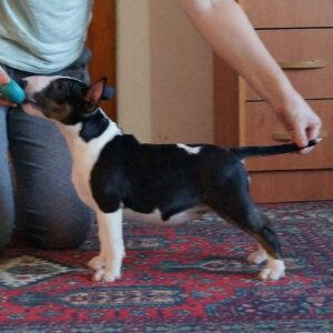 Cindy – Bull Terrier Miniatura Hembra 🐕‍🦺